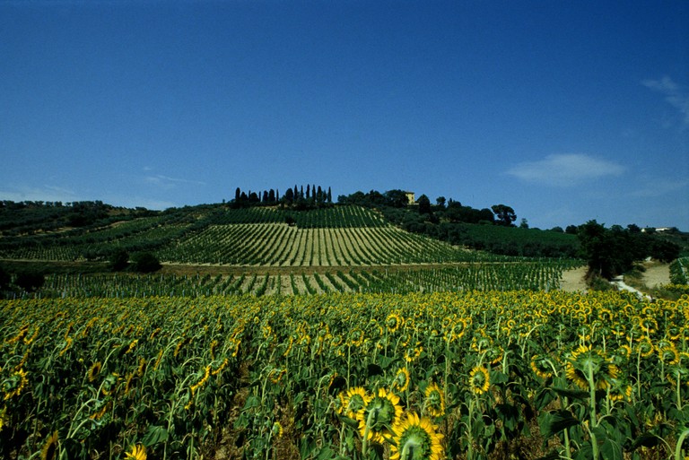 Cornacchia Wines of Italy—A Hidden Treasure