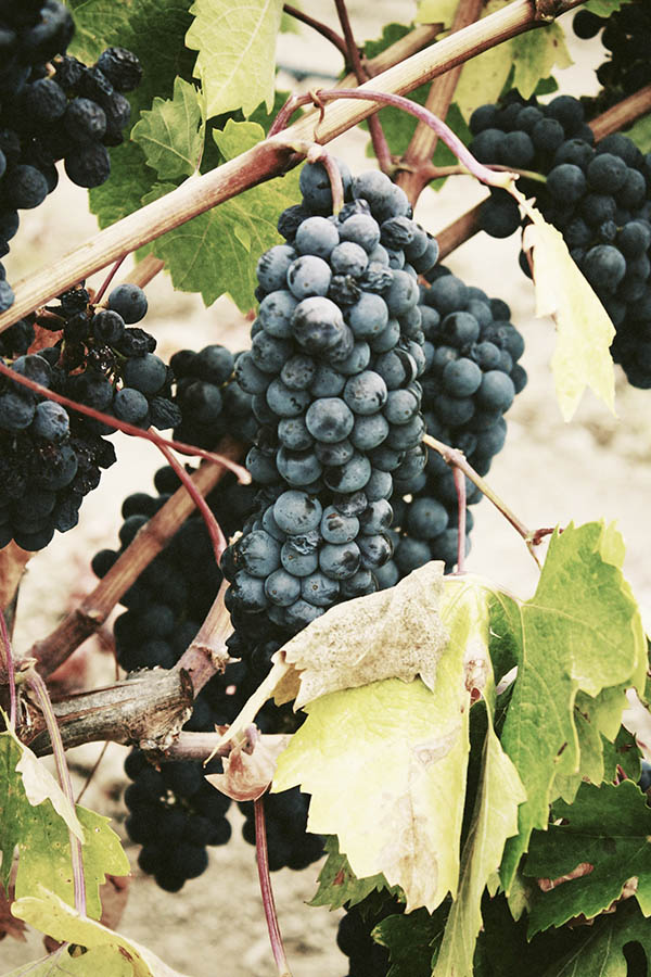 wine grapes pronounciations