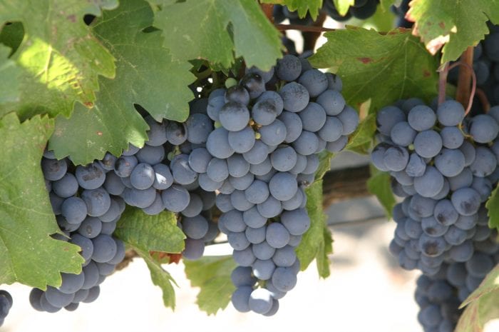 Malbec — Argentina’s Signature Grape & Wine