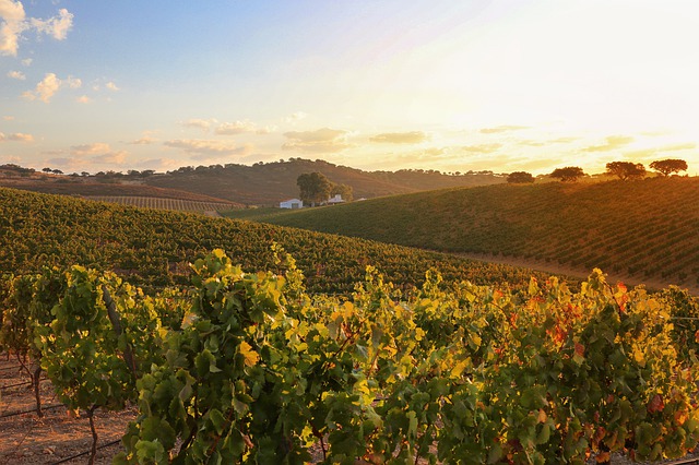 The Alentejo Wine Region of Portugal