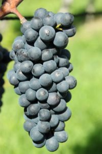 Pinot Noir Cluster