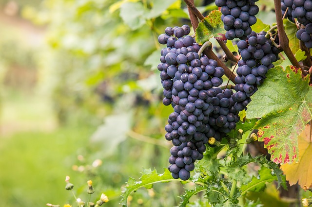 Pinot Noir – The White Wine Lover’s Grape