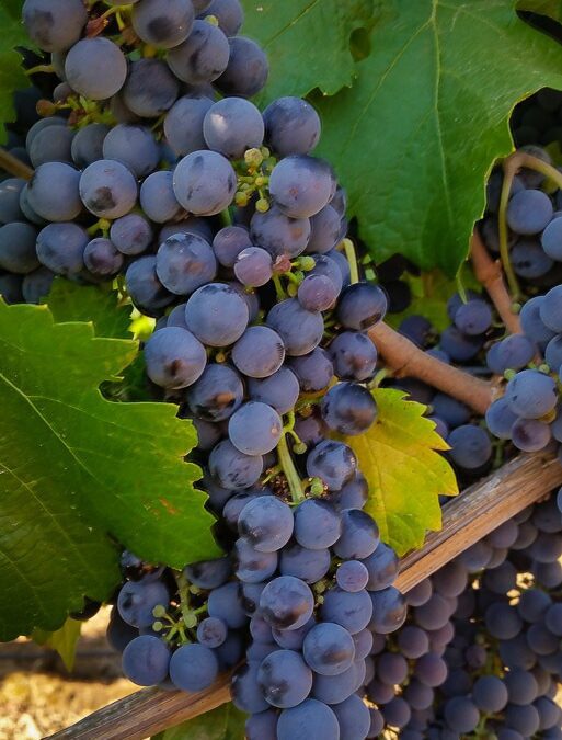 Carmenère — Chile’s Hidden Gem