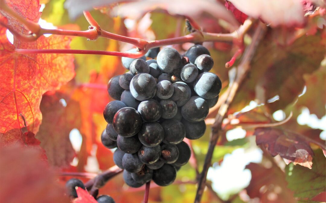 Six Easy-To-Drink Wines for Autumn